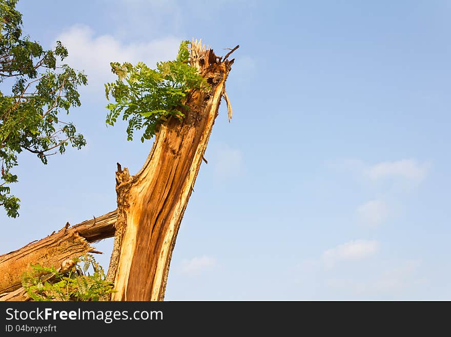 Seedlings which are branches on the tree branches torn from the wind. Seedlings which are branches on the tree branches torn from the wind.