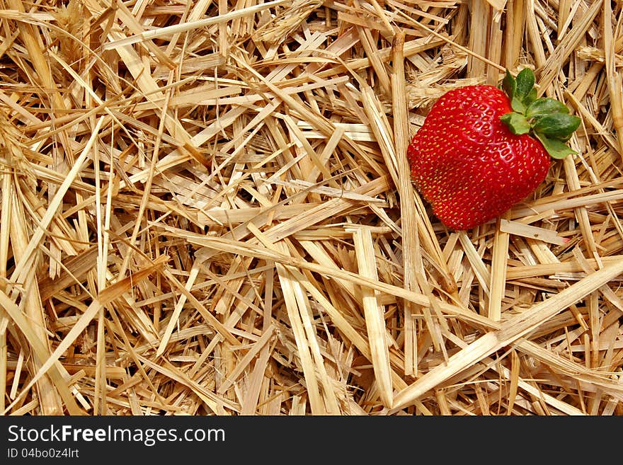 One ripe strawberry lying on a bed of straw - copyspace available. One ripe strawberry lying on a bed of straw - copyspace available