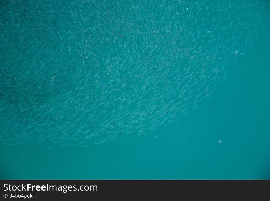 Fish crowd  in the sea when it's going to rain,Koh Tao,Thailand