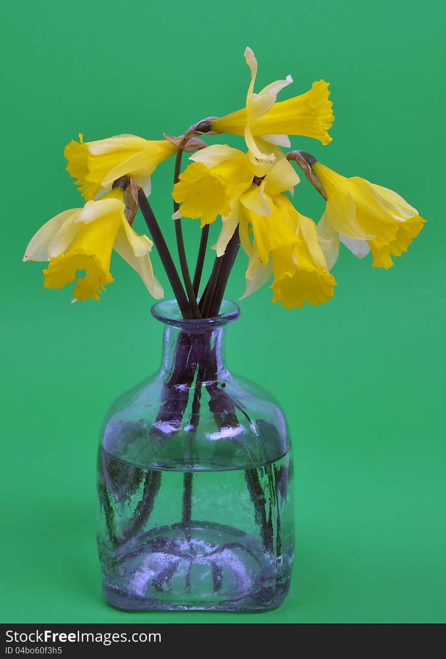 Daffodils on a bright green background. Daffodils on a bright green background