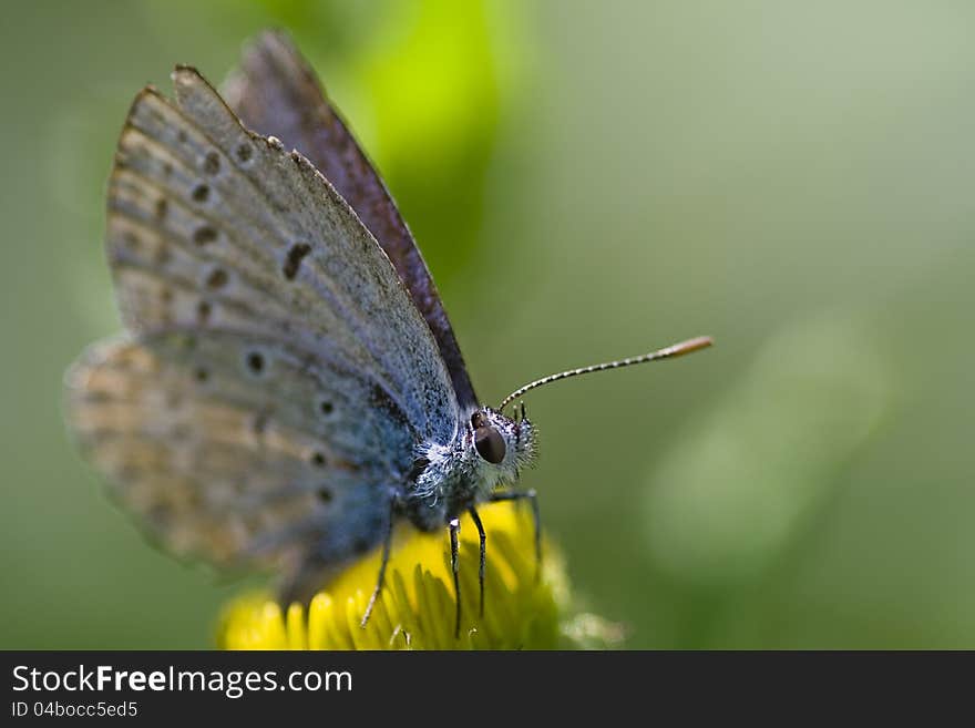 Close-up of a Gossamer Butterfly sitting on a dandelion before a green background. Close-up of a Gossamer Butterfly sitting on a dandelion before a green background