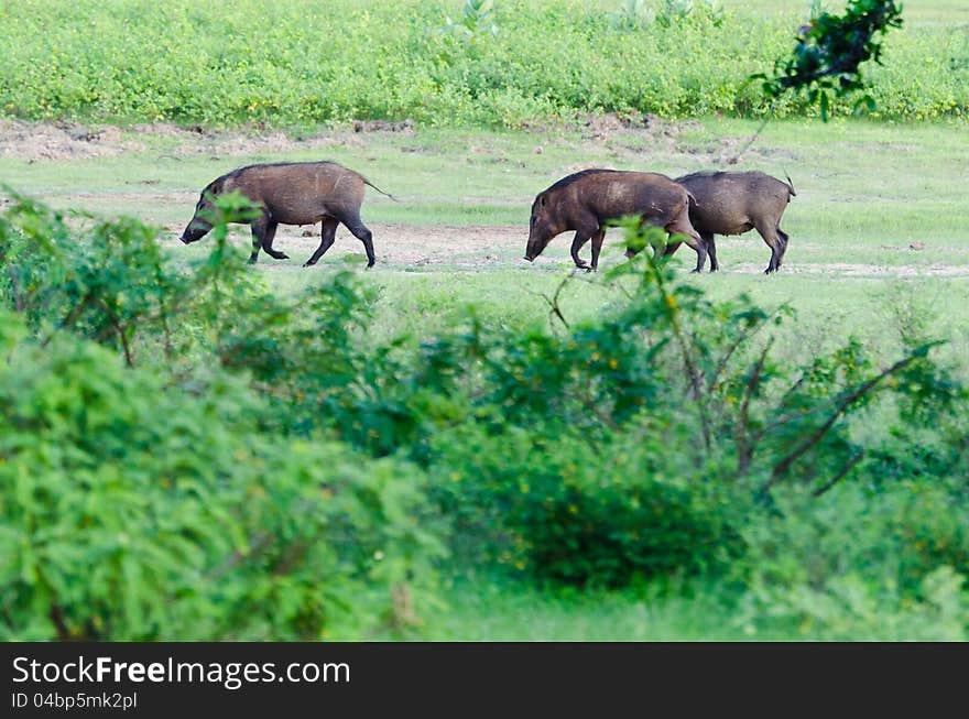 Group of wild pigs in the twilight. Group of wild pigs in the twilight