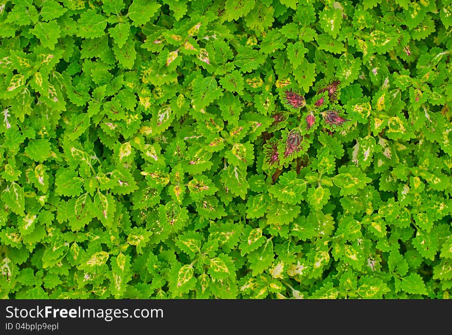 Pattern of the leaves.