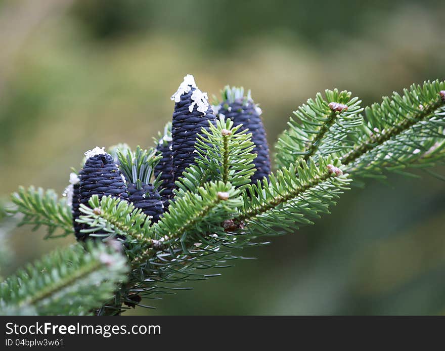 Korean Fir Tree.