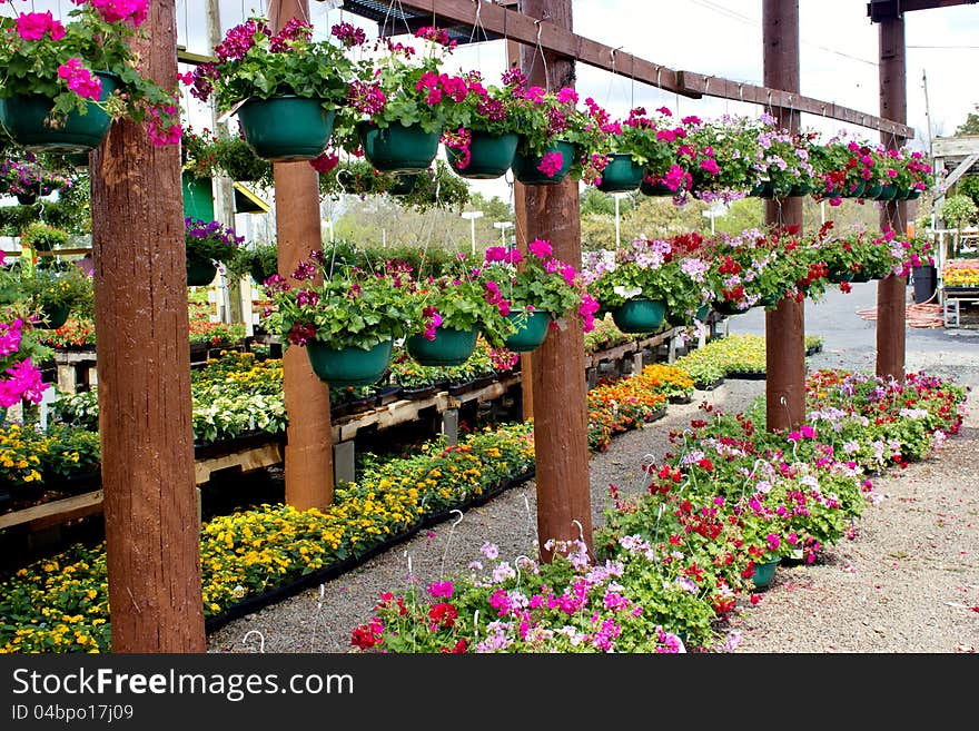 Flowers in hanging baskets