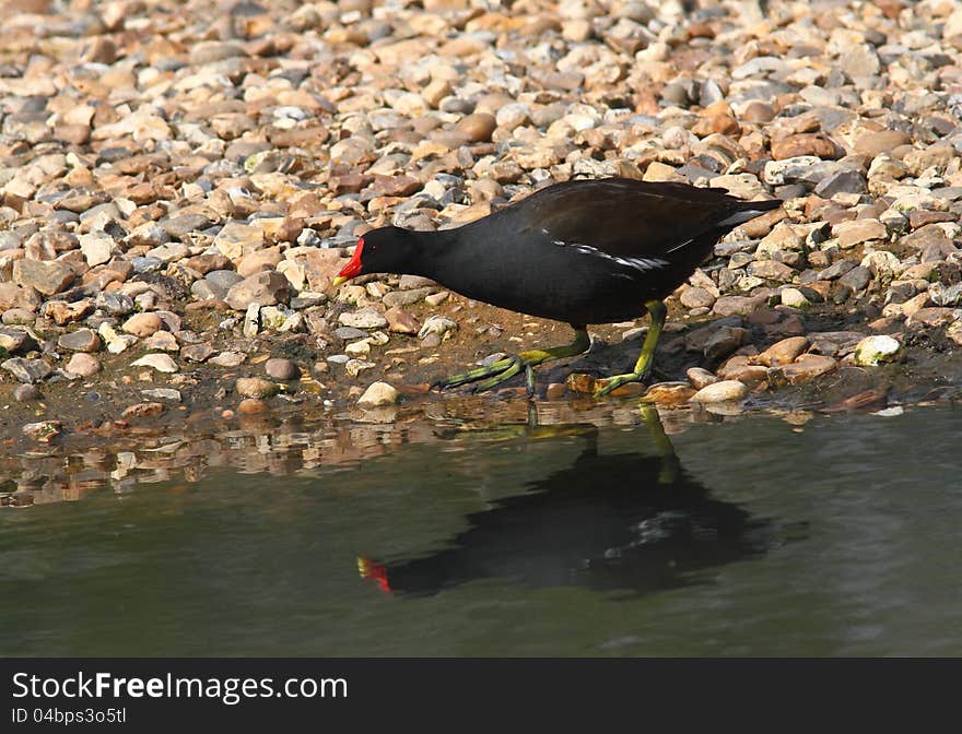 Moorhen with reflection