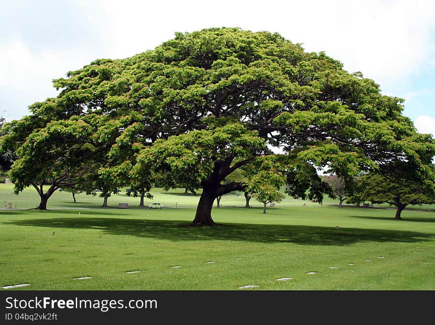 Hawaian tree in a garden. Hawaian tree in a garden