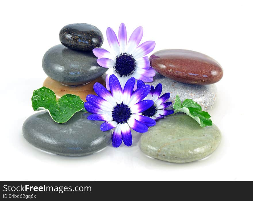 Wet zen stones in shallow pool with flowers