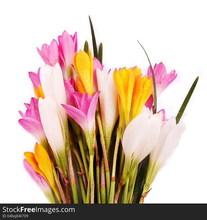 Bunch Of Beautiful Brightly Colored Crocus Flowers