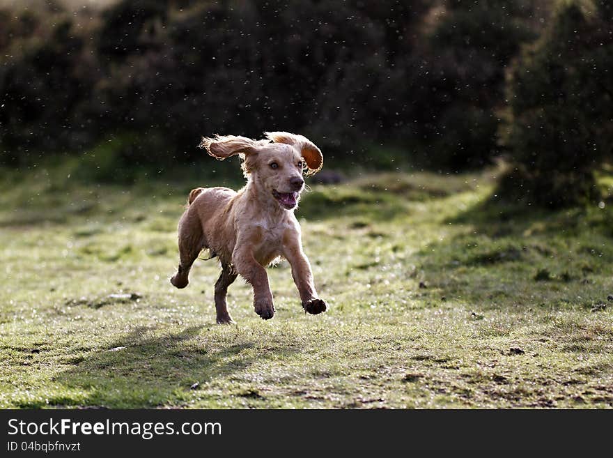 Cocker Spaniel Puppy