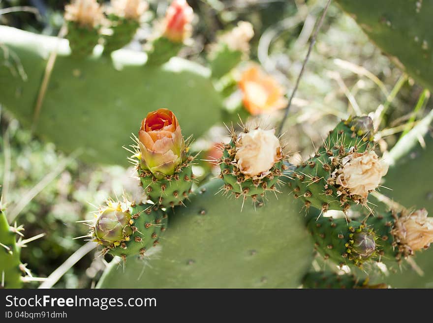 Flowers Of Cactus