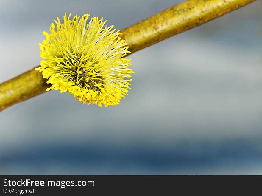 Macro of Pussy Willow branches  in a spring season. Macro of Pussy Willow branches  in a spring season.