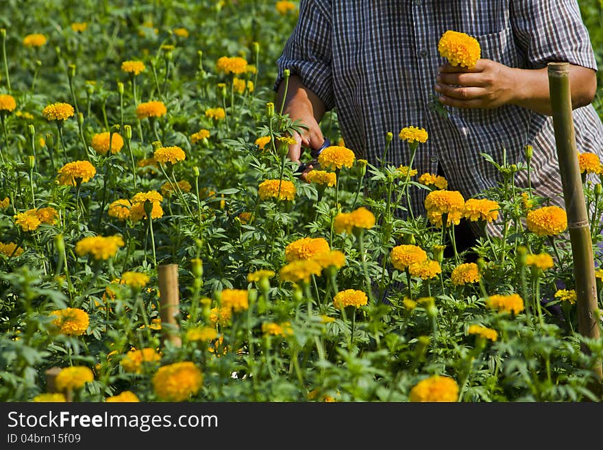 Gardener in Marigold flower garden