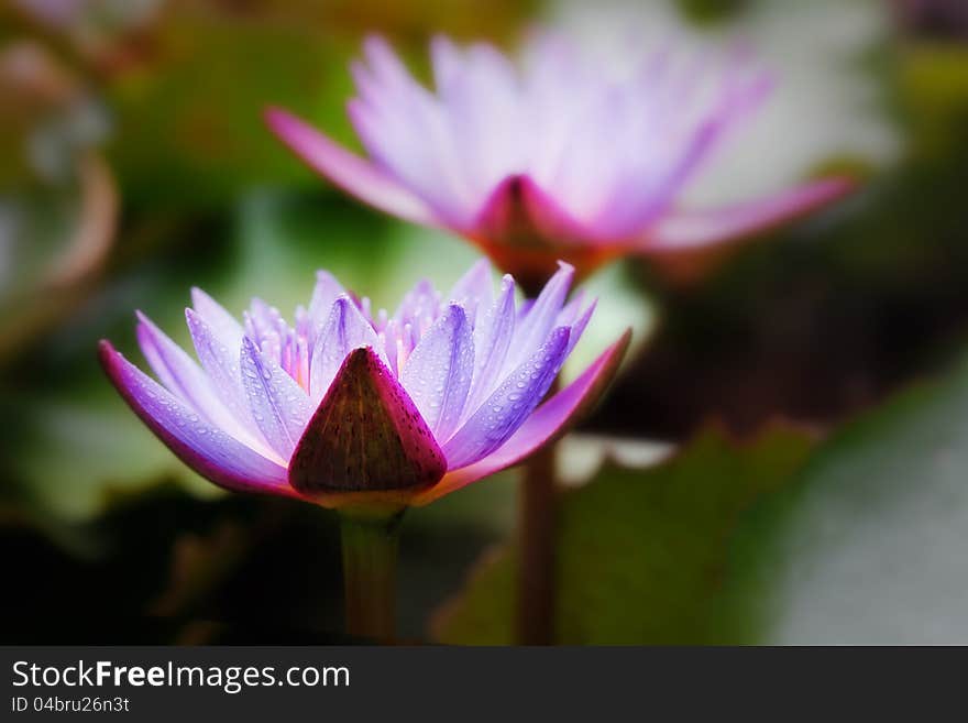 Blue Water Lily With Dewdrops Glowing In Sunlight