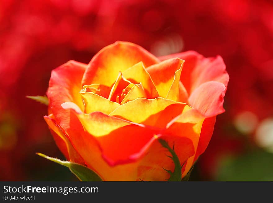 Orange yellow rose glowing in sunlight with red colored blurred background. Orange yellow rose glowing in sunlight with red colored blurred background