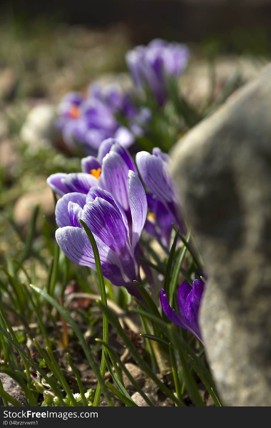 Lilac Crocuses.