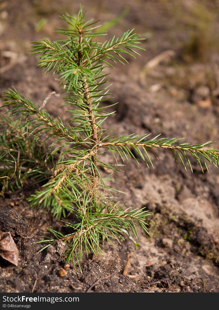 A green fir tree growing in spring. A green fir tree growing in spring