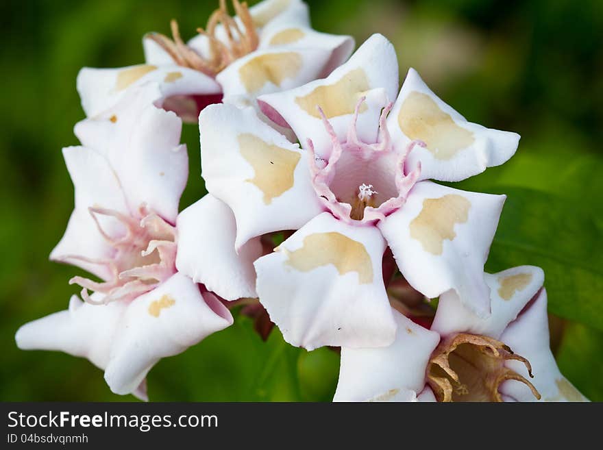 White tropical flowers (Strophanthus gratus (Wall. ex Hook) Baill. in science name)