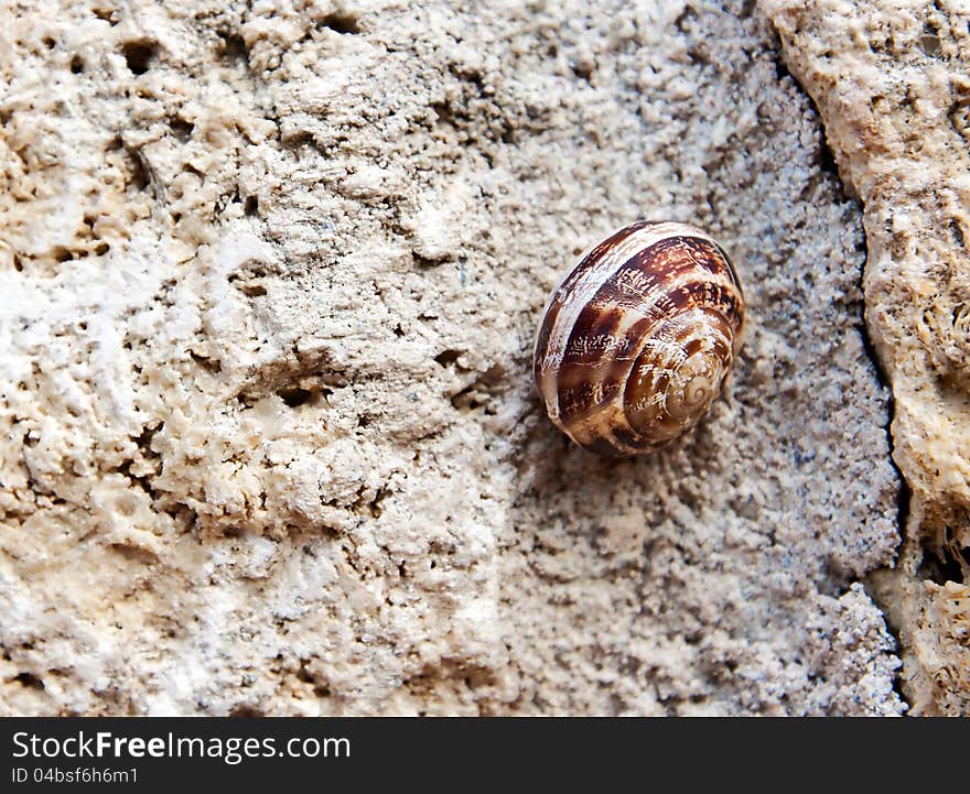 Snail on a stone wall