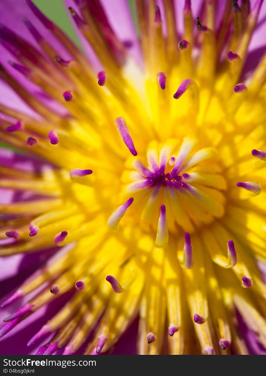 Closeup of yellow pollen of pink waterlily