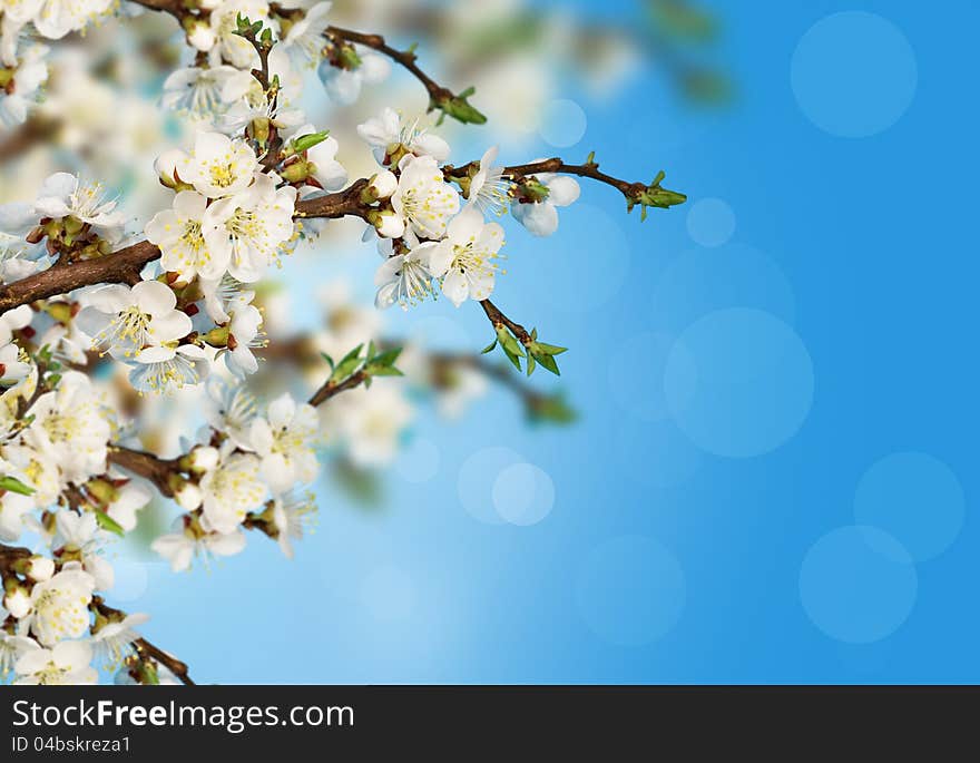 Apricot Blossoms