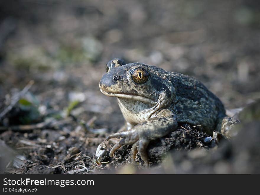 Spade Footed Toad