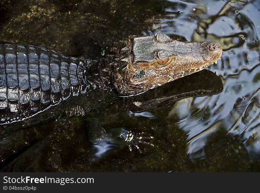 Close-up of caiman peering out of water