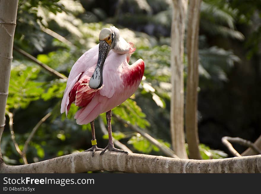 Roseate spoonbill