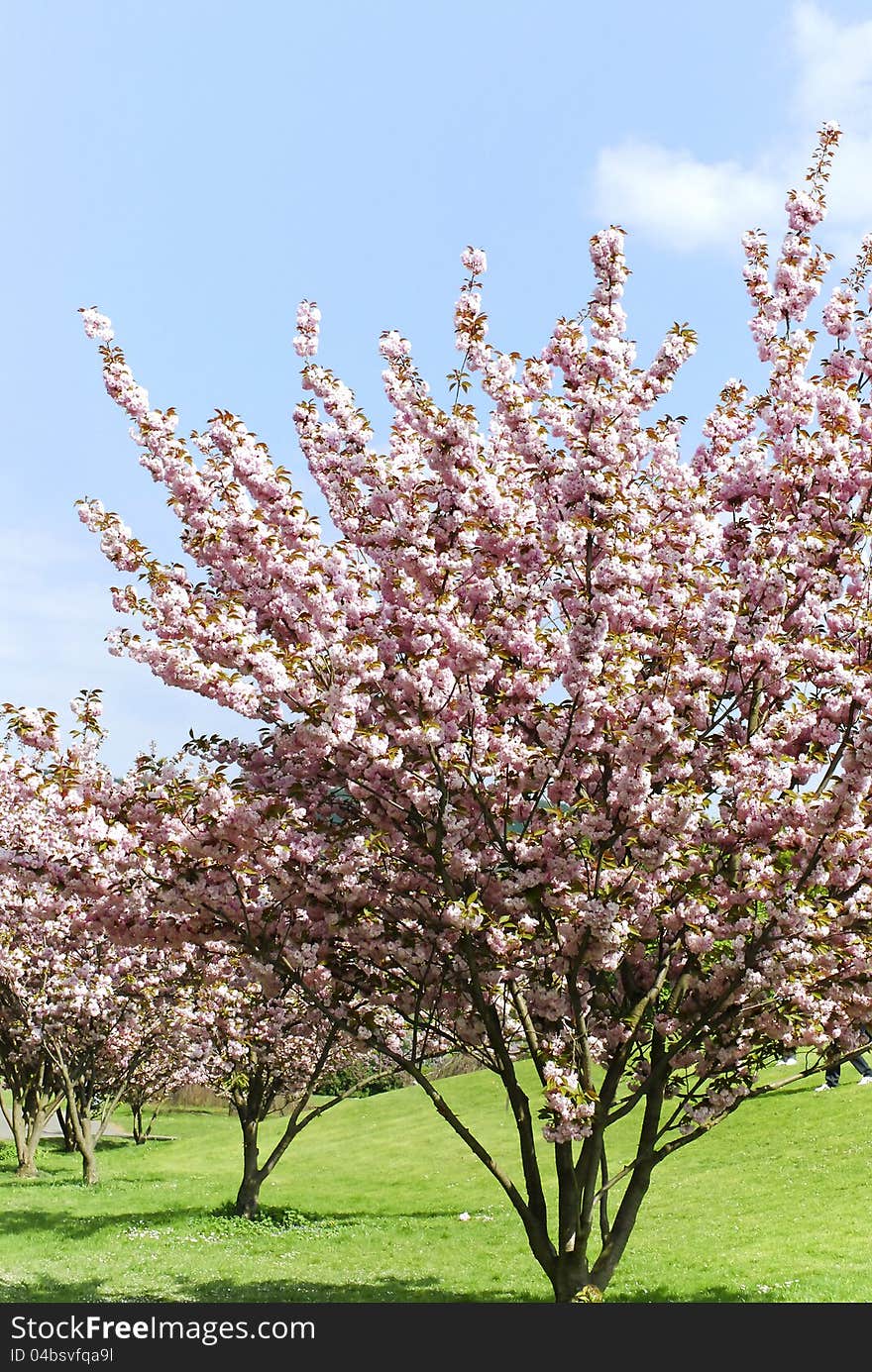 Rheinaue, a leisure park in spring on the banks of the Rhine in Bonn, Germany. Rheinaue, a leisure park in spring on the banks of the Rhine in Bonn, Germany