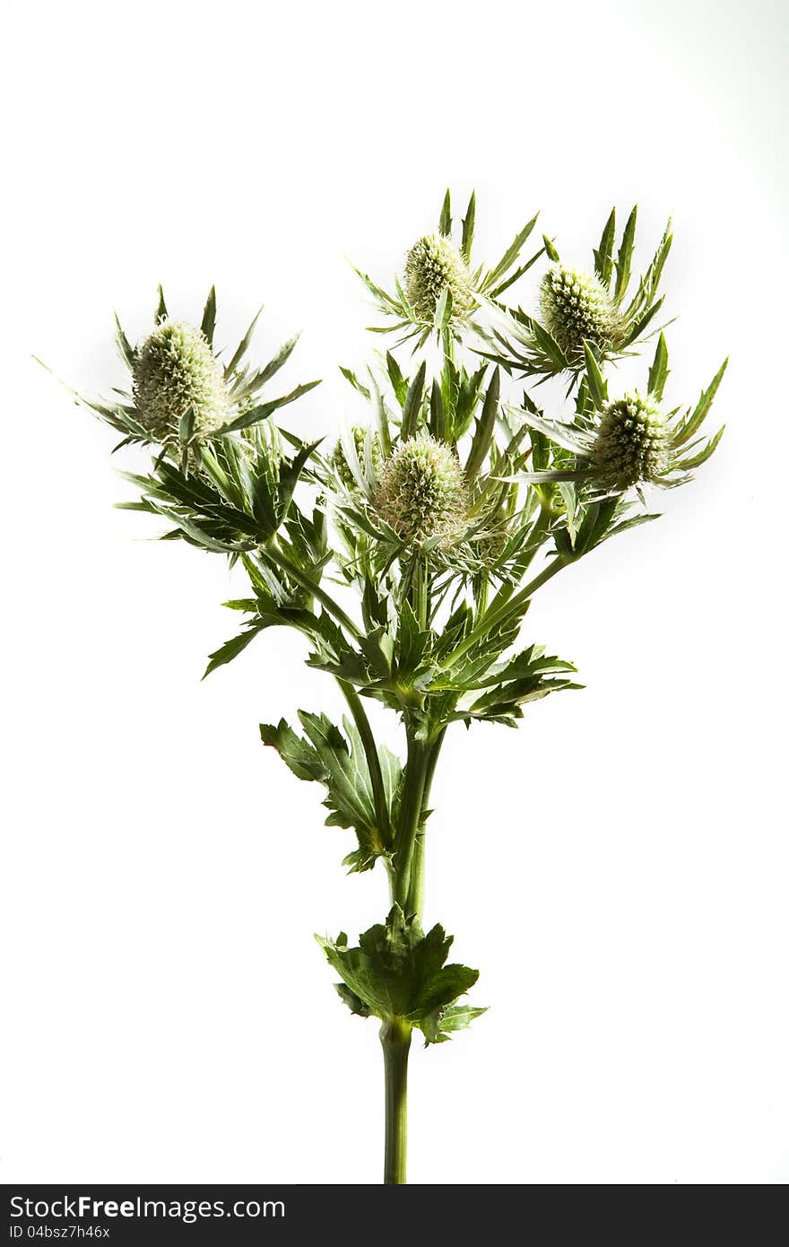 Thistle bloming on white background