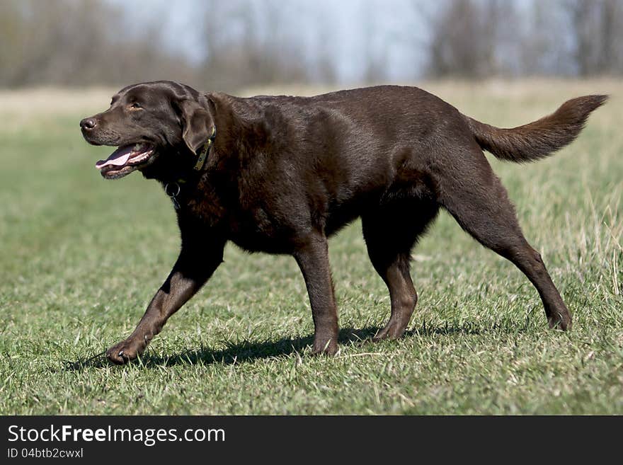 A mature Chocolate Labrador Retriever on a daily walk in the country maintains a healthy weight through daily exercise. A mature Chocolate Labrador Retriever on a daily walk in the country maintains a healthy weight through daily exercise.