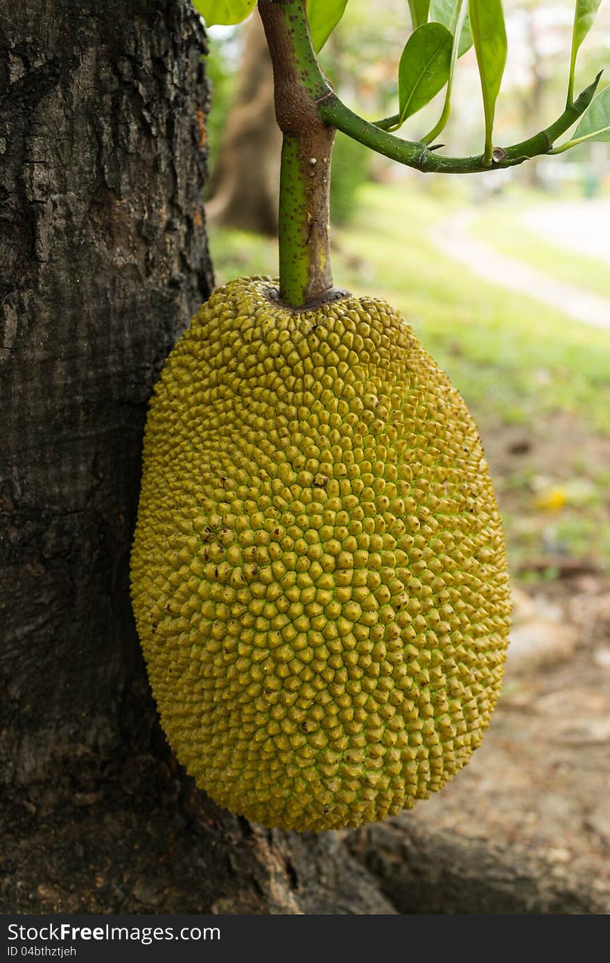 Jack fruit on tree in garden. Jack fruit on tree in garden