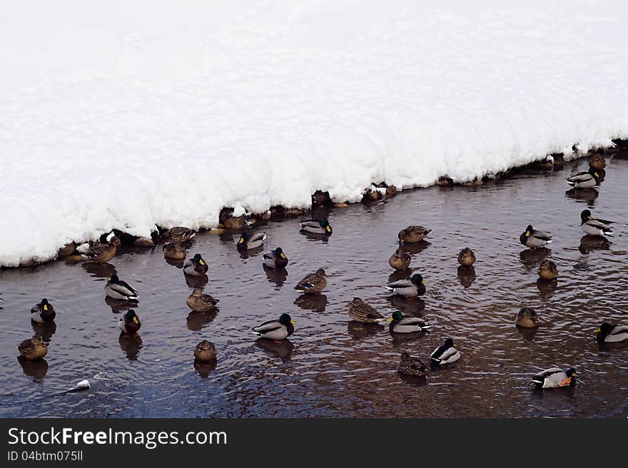 Wild ducks floating in the winter lake. Wild ducks floating in the winter lake