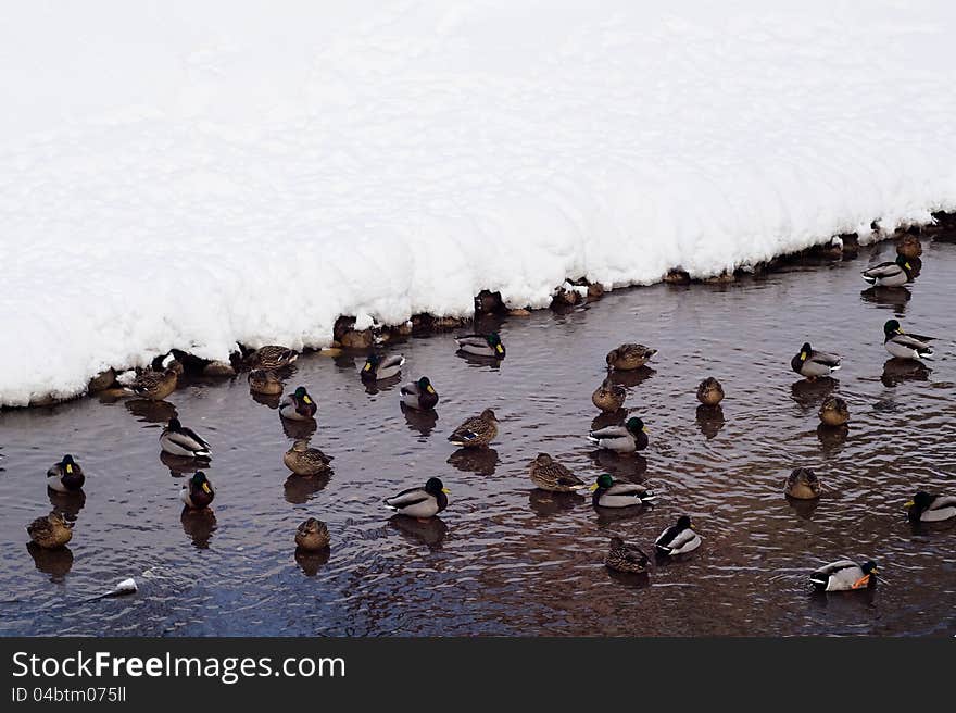 Wild ducks floating in a lake