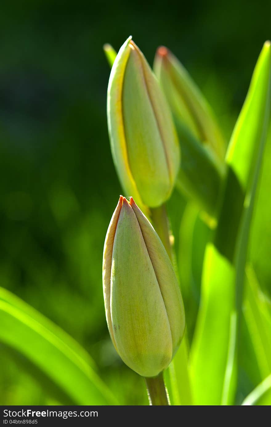 Unopening up buds of tulips. Unopening up buds of tulips.