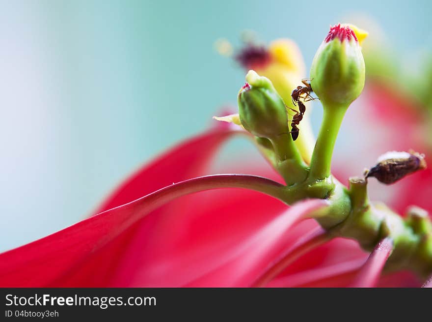 Two ants kissing each other on a beautiful red flower. Two ants kissing each other on a beautiful red flower