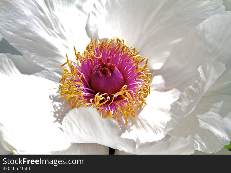 Full-frame white peony with delicate yellow and pink center. Full-frame white peony with delicate yellow and pink center.