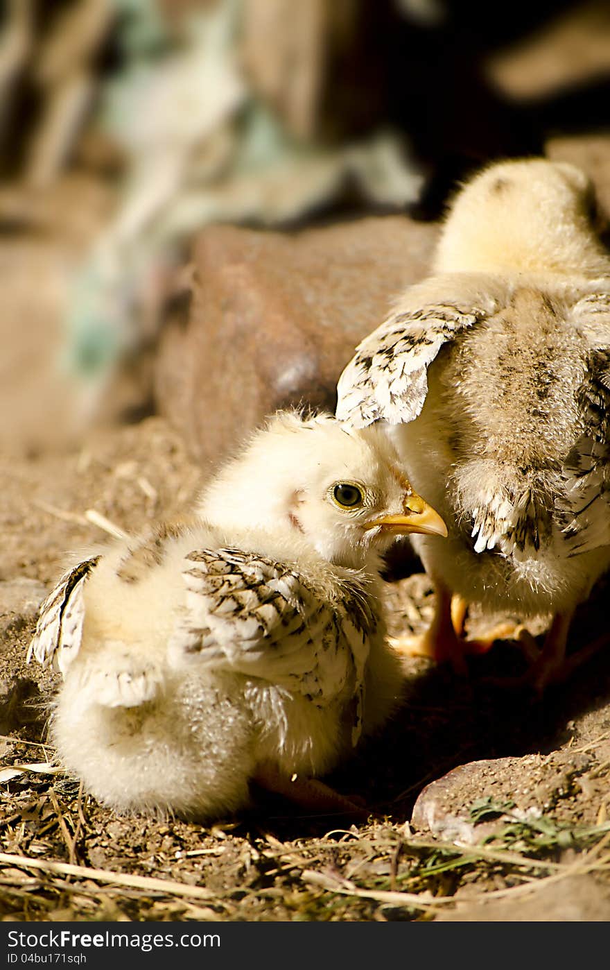 Chicks in the farmyard