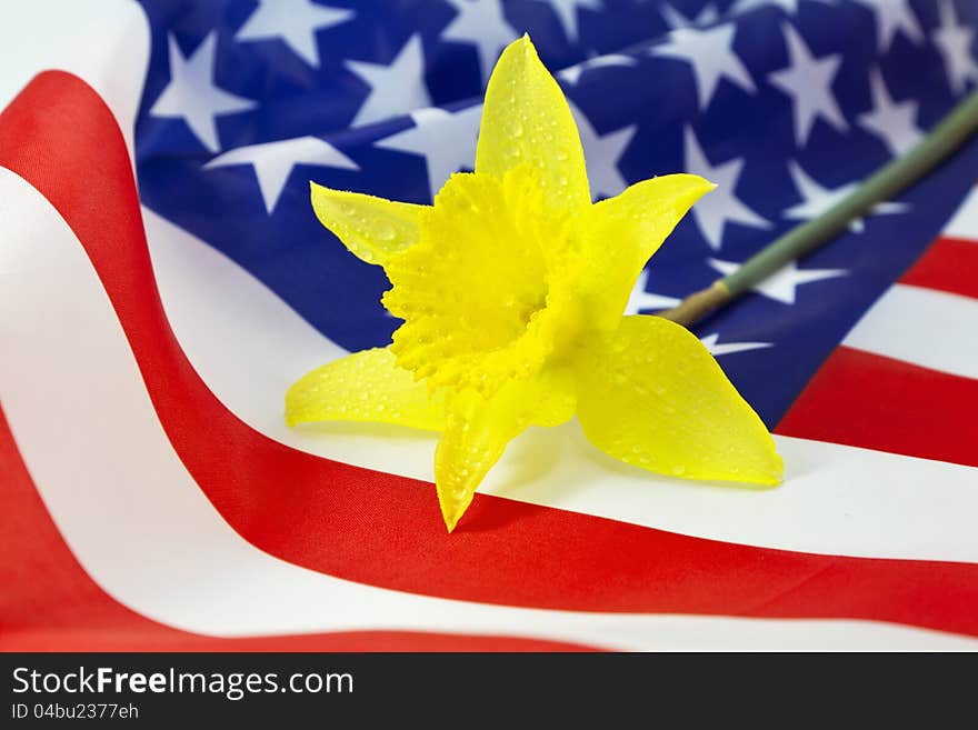 Daffodil on American Flag