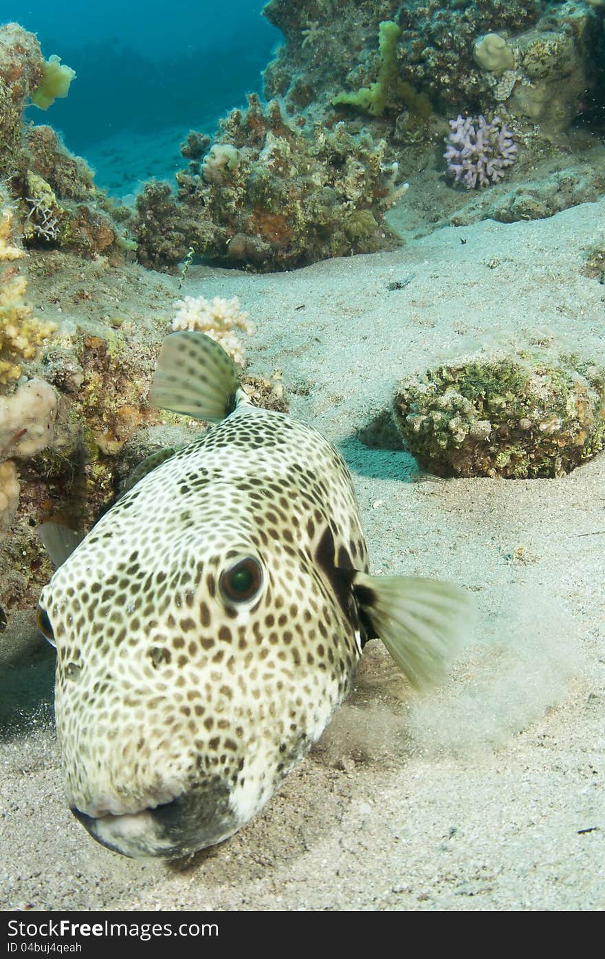 Puffer fish