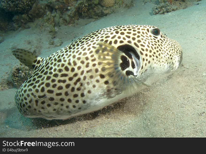 Puffer fish