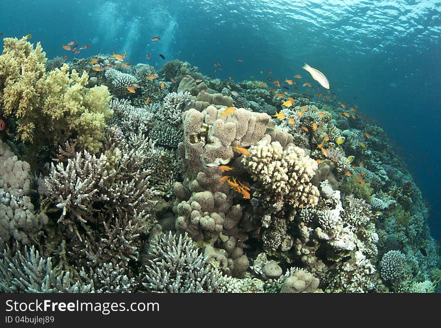 Colorful coral reef