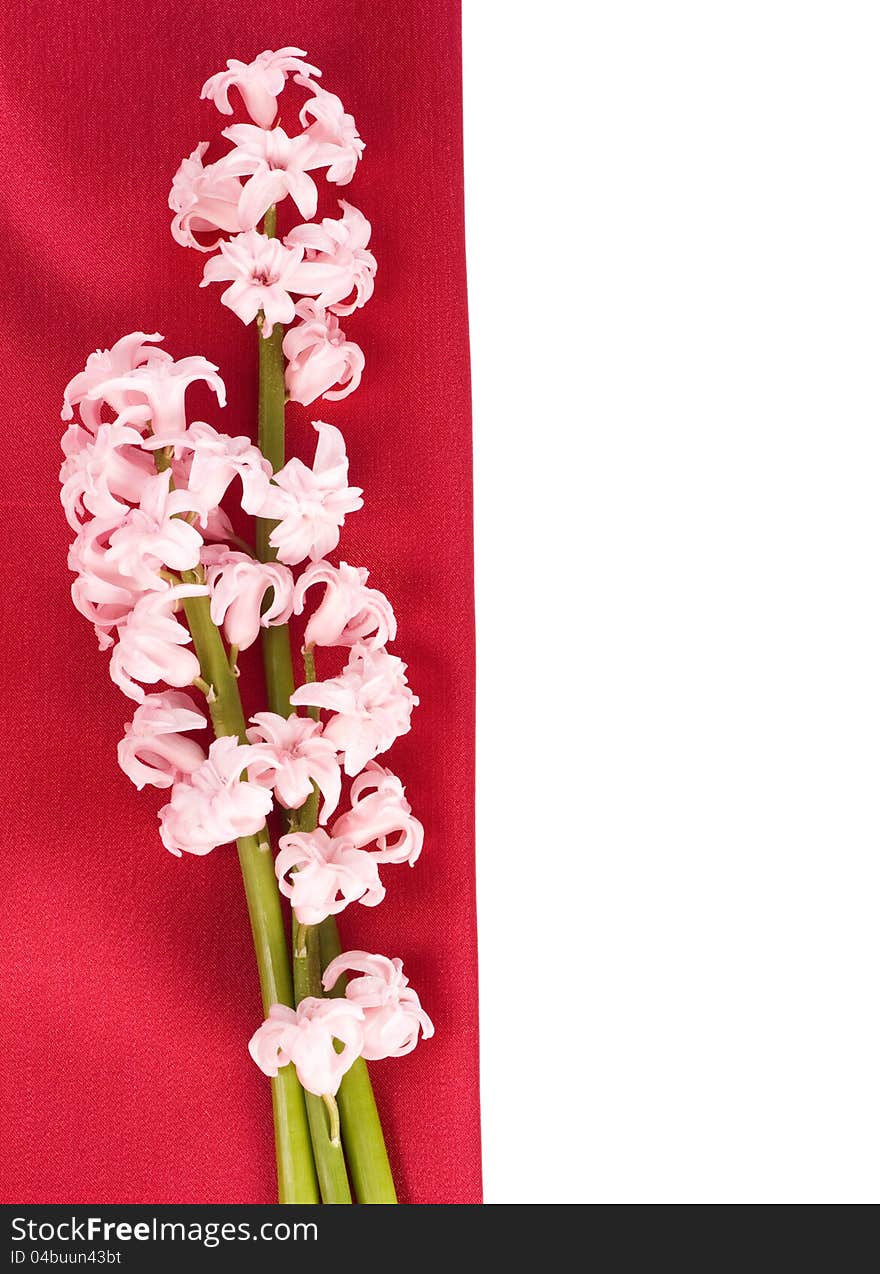 Pink hyacinth on the red silk, isolated on white background. Pink hyacinth on the red silk, isolated on white background