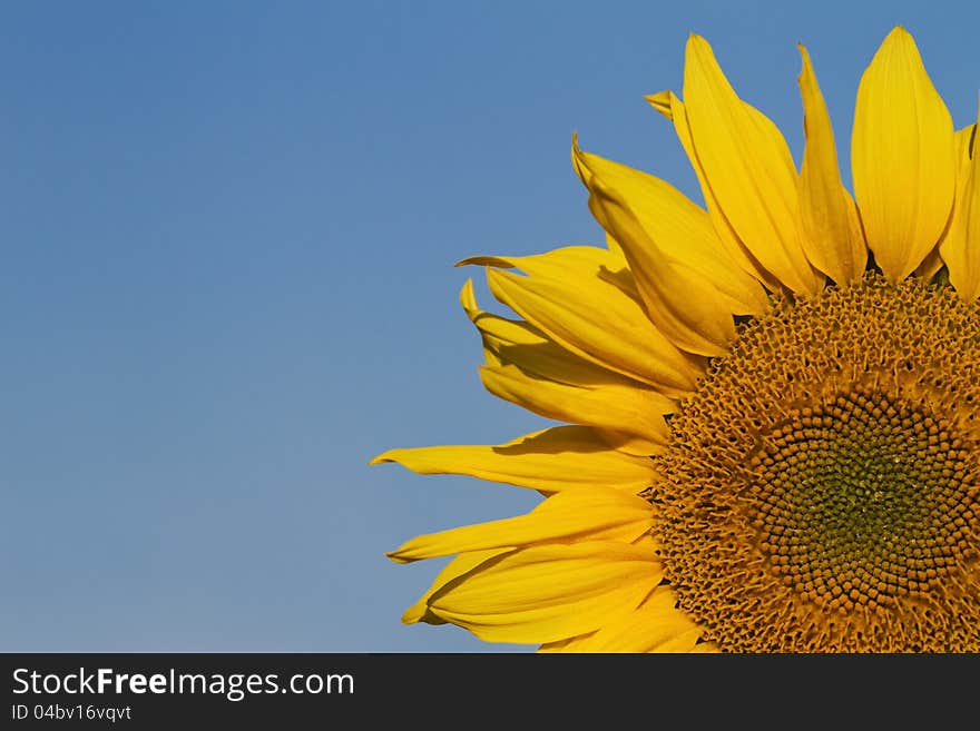 Section of a sunflower against a blue sky. Section of a sunflower against a blue sky