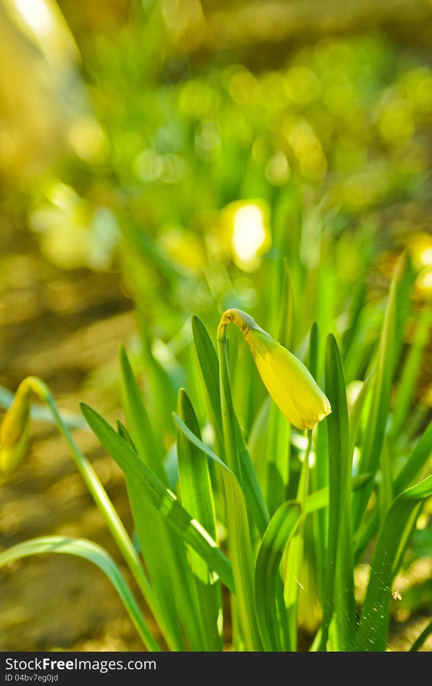 Narcissus in the spring garden