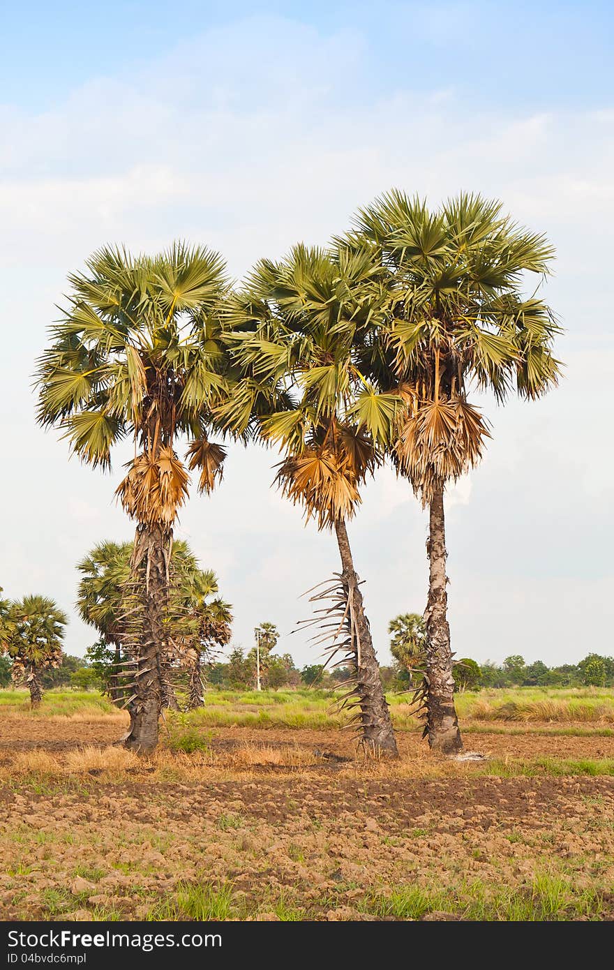 Three of sugar palm trees , the tropical friut