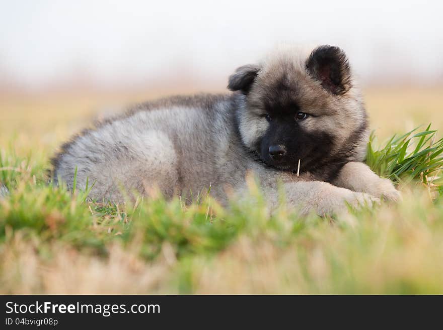 Cute Eurasian puppy lying in the grass with a culm in the mouth