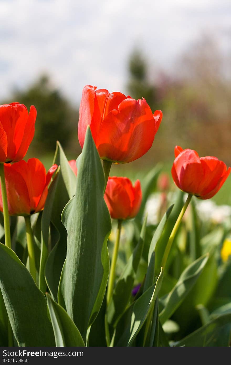 Red beautiful tulips field in spring time