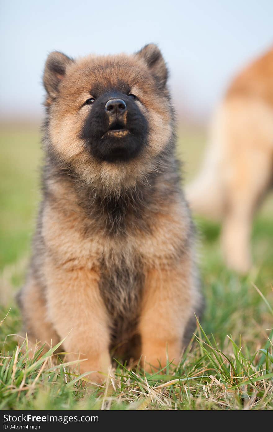 Eurasian Puppy Portrait