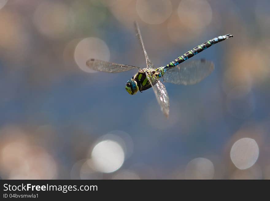 Flying dragonfly with bokeh lights in the background